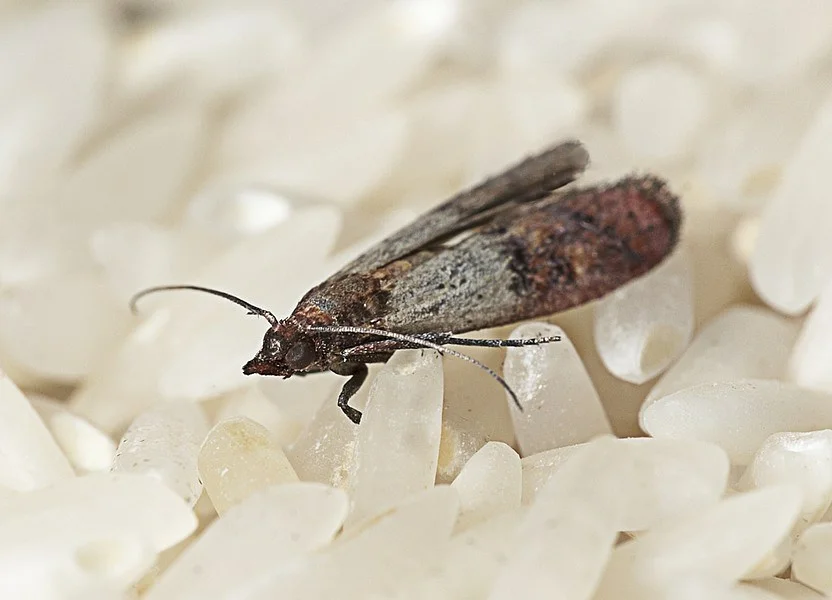 Кухонная моль фото Как уничтожить пищевую моль? Моль