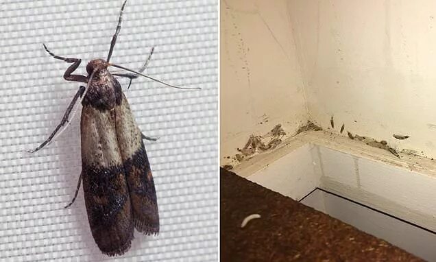 Кухонная моль фото Moth invasion: Why Australian homes are being plagued by 'out of control' flying
