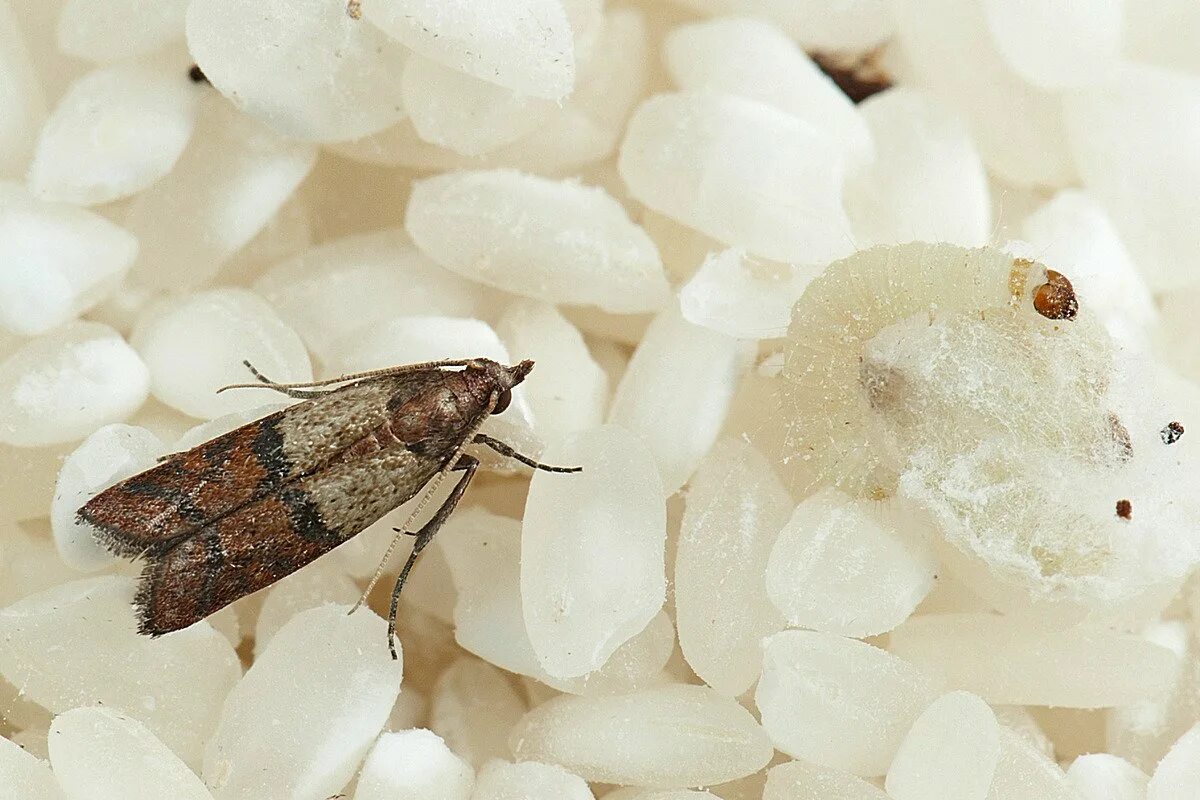 Кухонная моль фото Какая бывает моль и как с ней бороться? Фото - Ботаничка