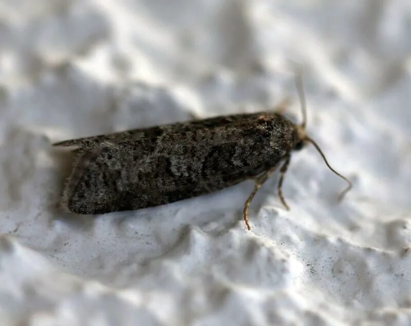 Кухонная моль фото Ответы Mail.ru: Посмотри ка вопрос и глаголь, что за черная мрачная моль?