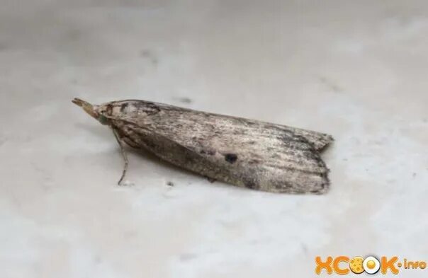 Кухонная моль фото Моль... © Т. В. Таволга 01.08.2022 год. Серебряная моль в моих ногах... 2022 Кра