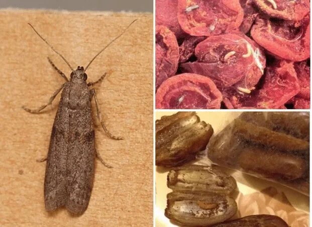Кухонная моль фото Что ест моль в квартире из еды и вещей