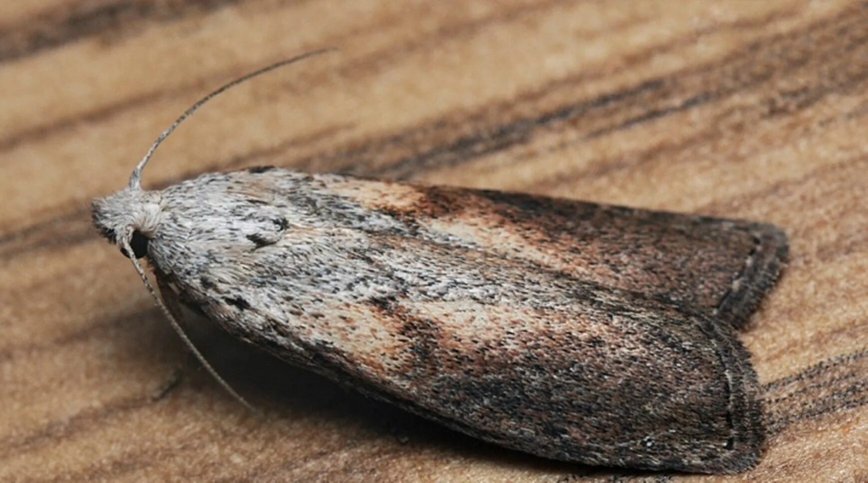 Кухонная моль фото Mole już nigdy nie zadomowią się w szafie, gdy zastosujesz te sztuczki. Sprawdzo