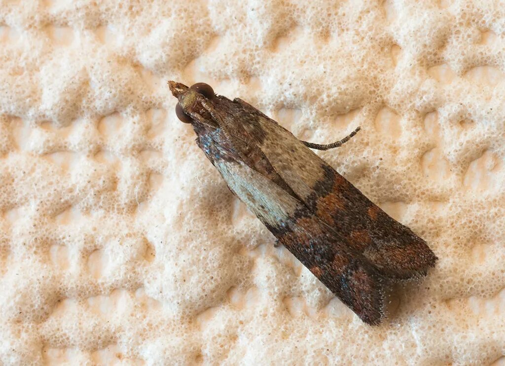 Кухонная моль фото Галерея Макроклуба - Южная амбарная огнёвка