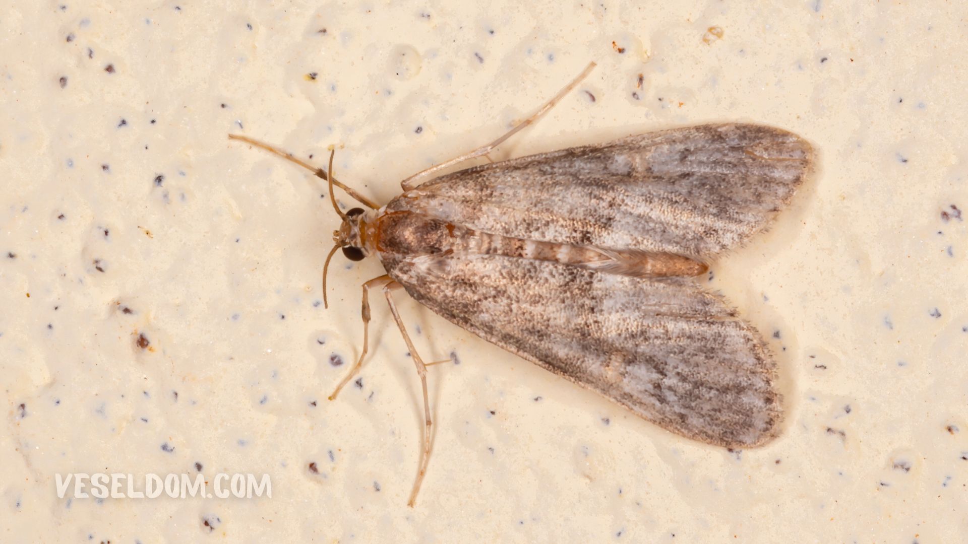 Кухонная моль фото В столе завелась моль - Дом Мебели.ру