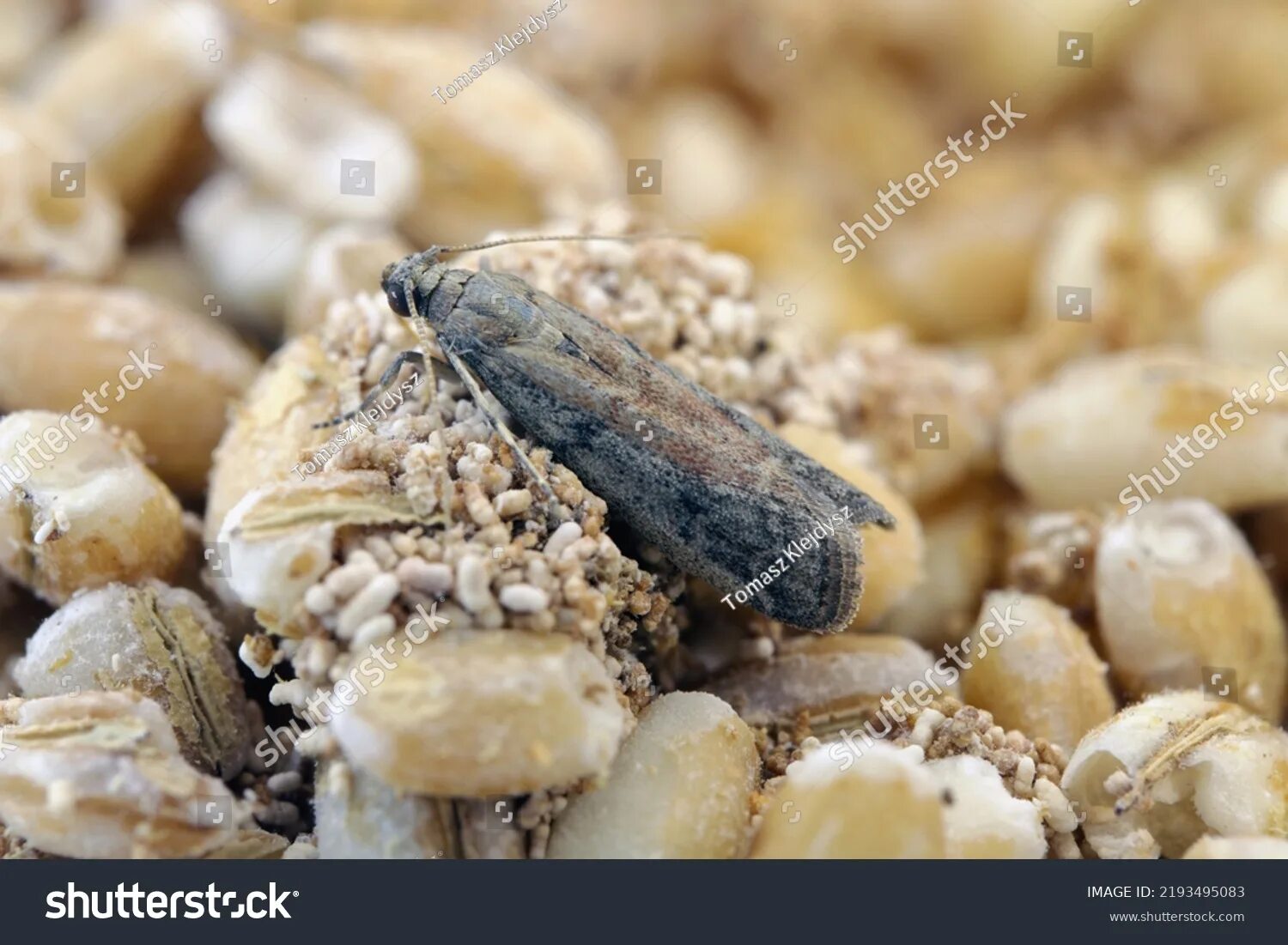 Кухонная моль фото 152.841 Macro moth Görseli, Stok Fotoğraflar ve Vektörler Shutterstock