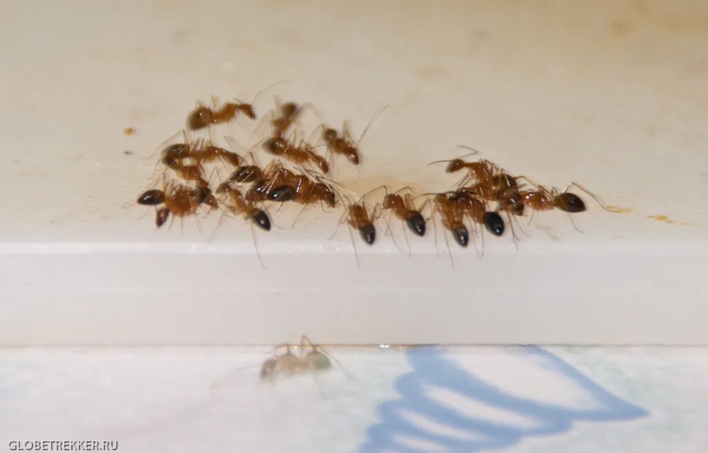 Кухонные насекомые фото Насекомые на кухне - CormanStroy.ru