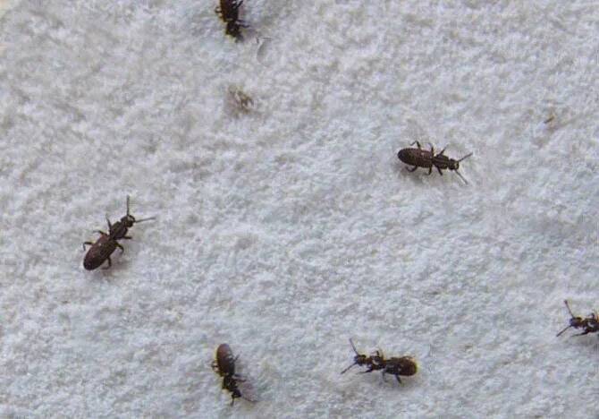 Кухонные насекомые фото Ужас... появились мучные жуки Написано пером! Дзен