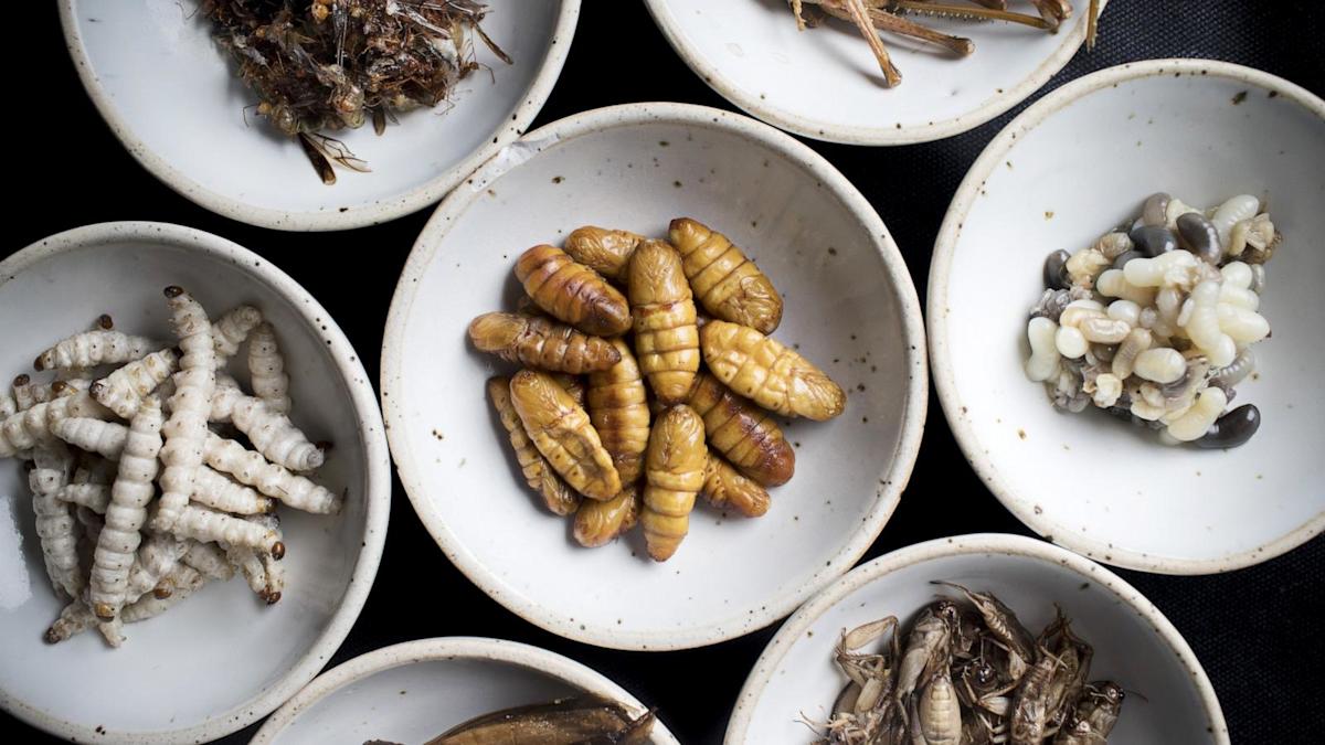Кухонные насекомые фото Should people eat insects instead of meat? Experts explain the benefits of bugs