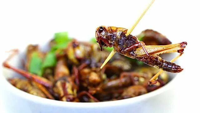 Кухонные насекомые фото Pin on Edible Insects in the news