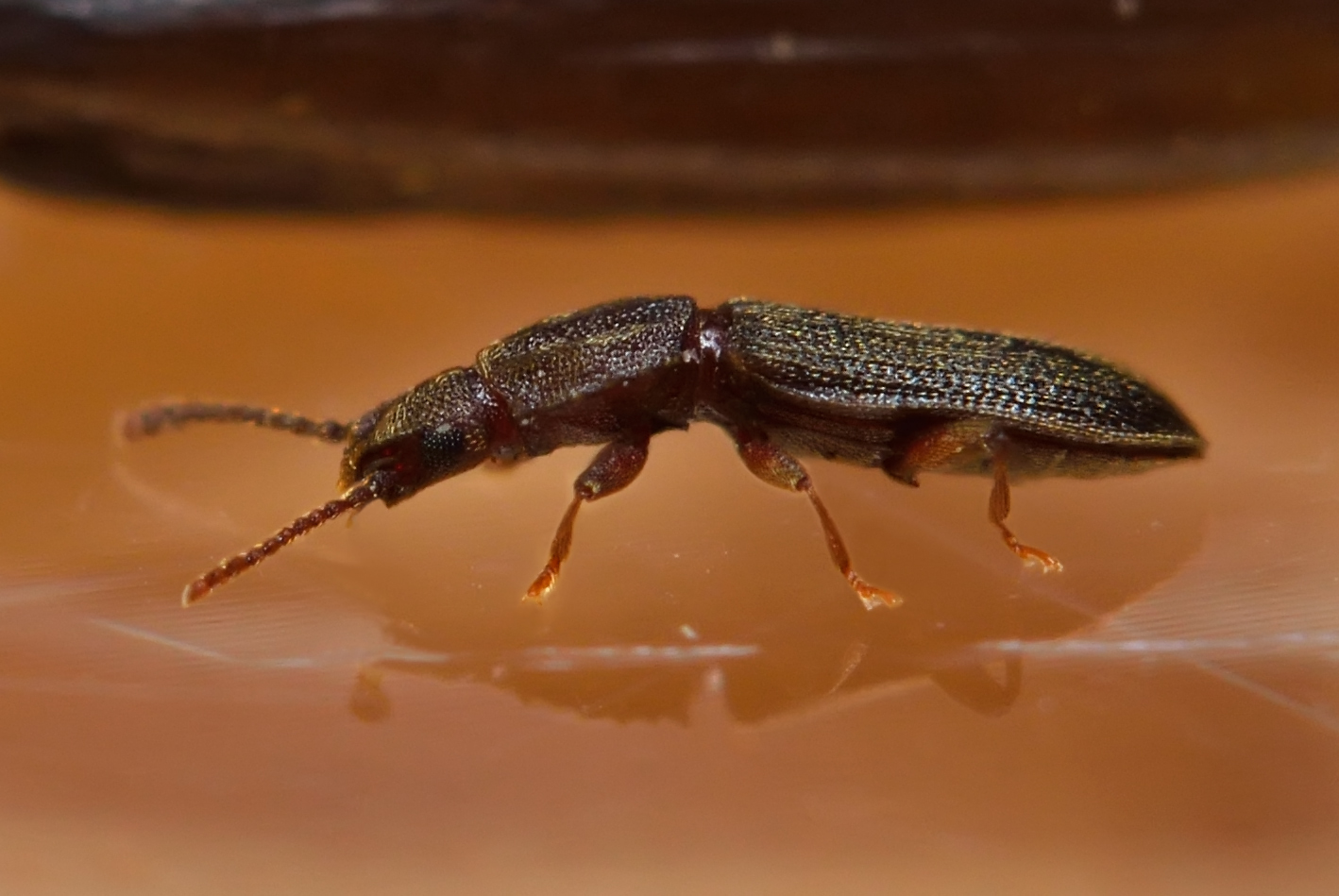 Кухонные насекомые фото MacroID.RU - Рисоед суринамский