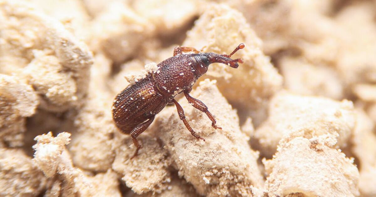 Кухонные насекомые фото Brits warned kitchen cupboards could be 'crawling with bugs' Express.co.uk