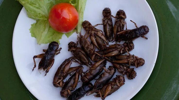 Кухонные насекомые фото Top chefs on the weirdest foods they've tried - video Weird food, Eating insects
