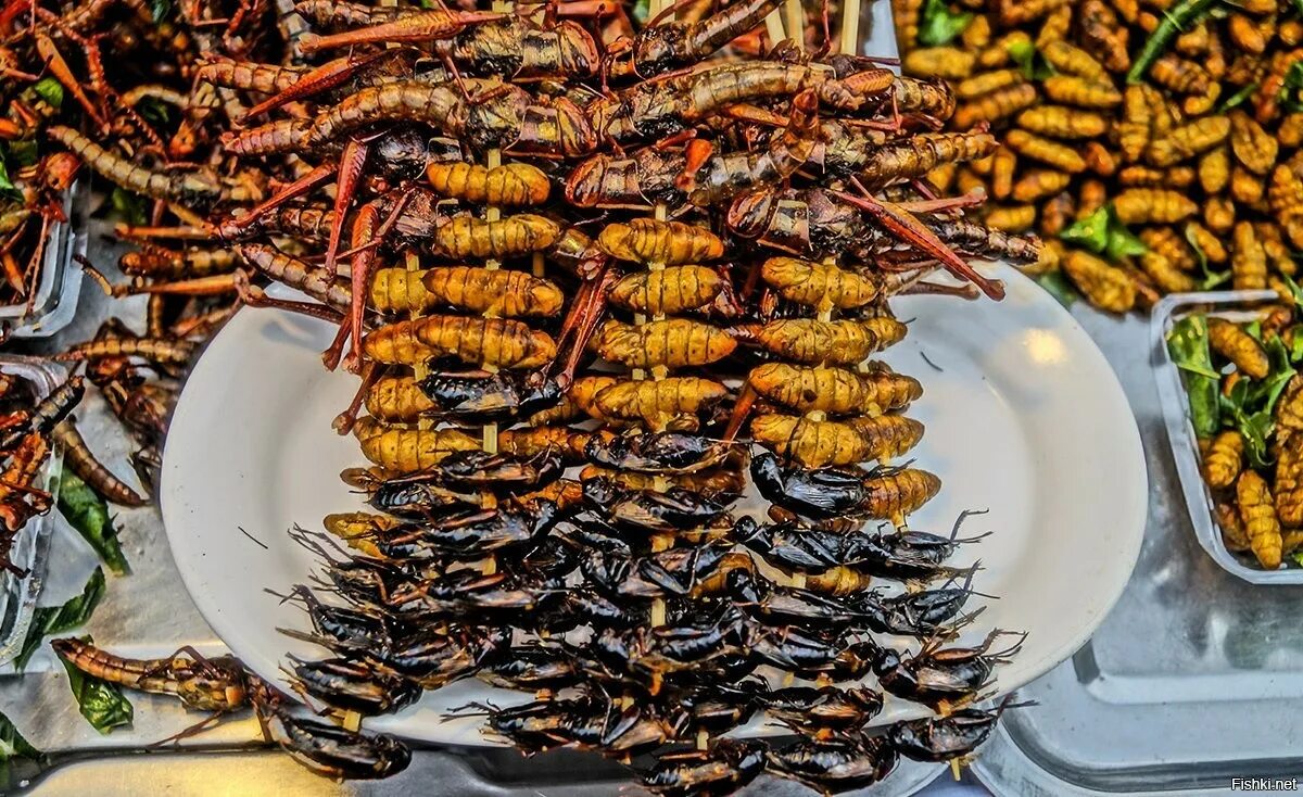 Кухонные насекомые фото Гигантские насекомые, от вида которых захватывает дух