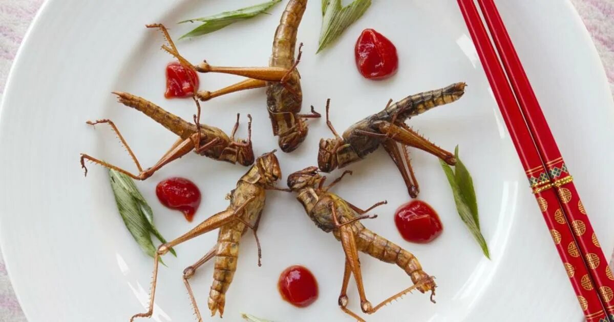 Кухонные насекомые фото Insects could be on your dinner menu, soon