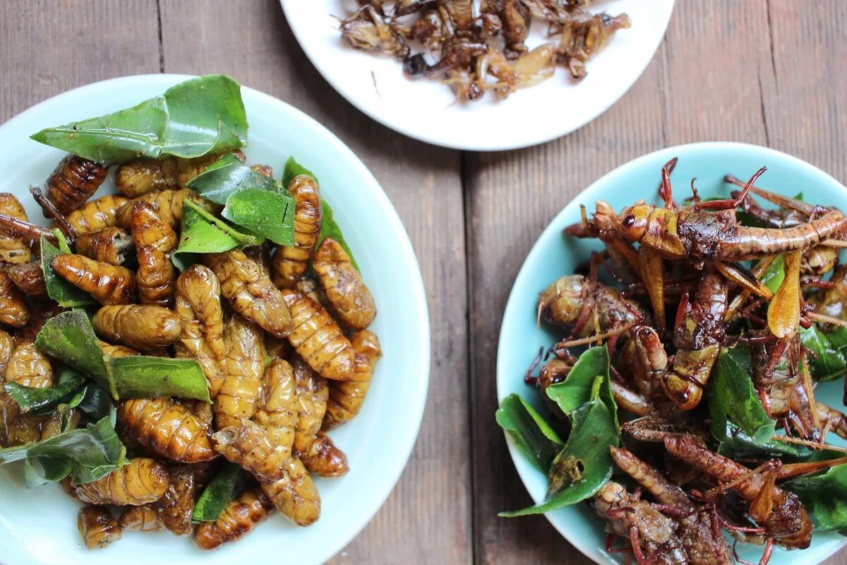 Кухонные насекомые фото Eating Bugs: The Next Block in the Food Pyramid? - Ask The Scientists