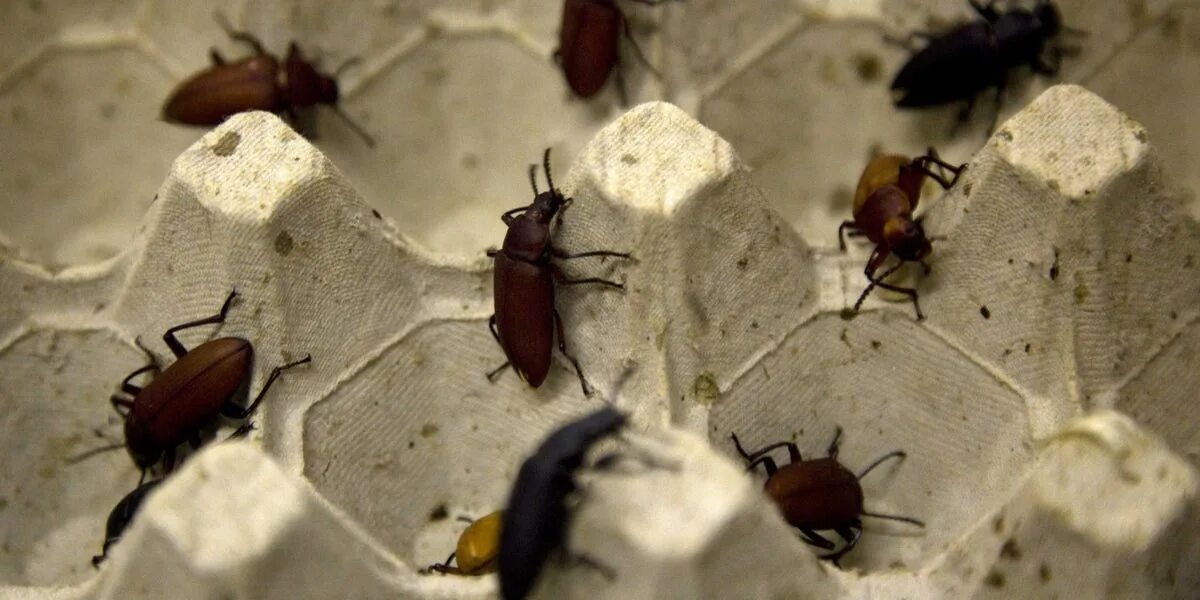 Кухонные насекомые фото Cheaper Fuel From an Unlikely Source - Business Insider