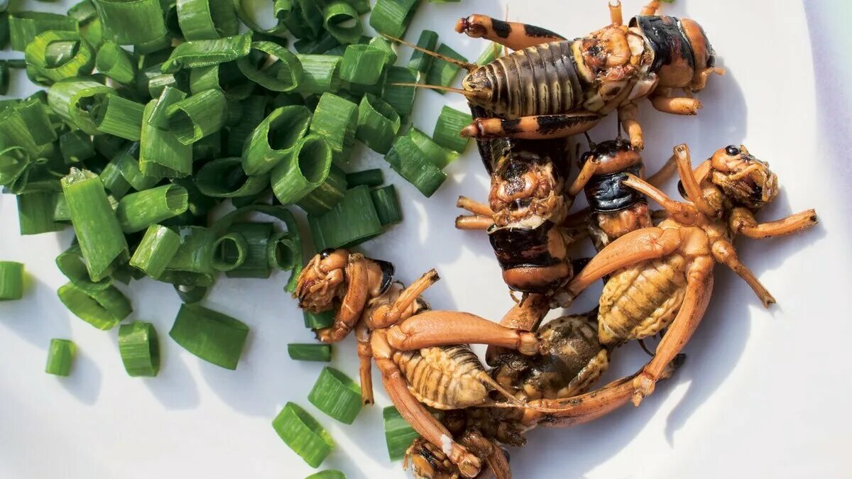 Кухонные насекомые фото Булочки из сверчка домашнего Libertà Дзен