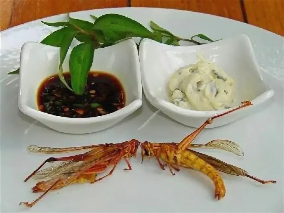 Кухонные насекомые фото All u can eat-the Locust cuisine.... Edible food, Edible insects, Kosher recipes