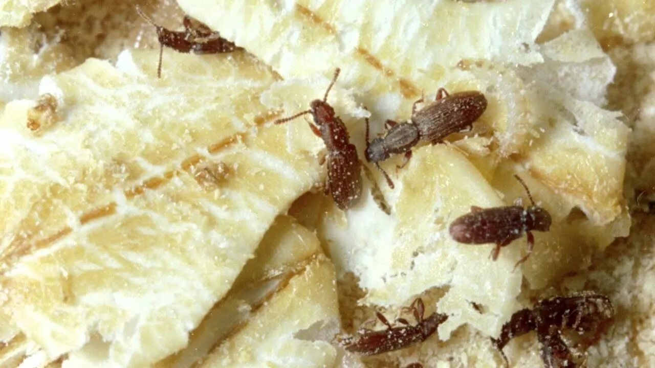 Кухонные насекомые фото MA Pest Control - YouTube