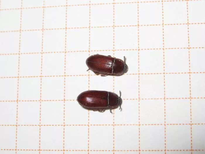 Кухонные жучки фото Мучные жучки HeatProf.ru