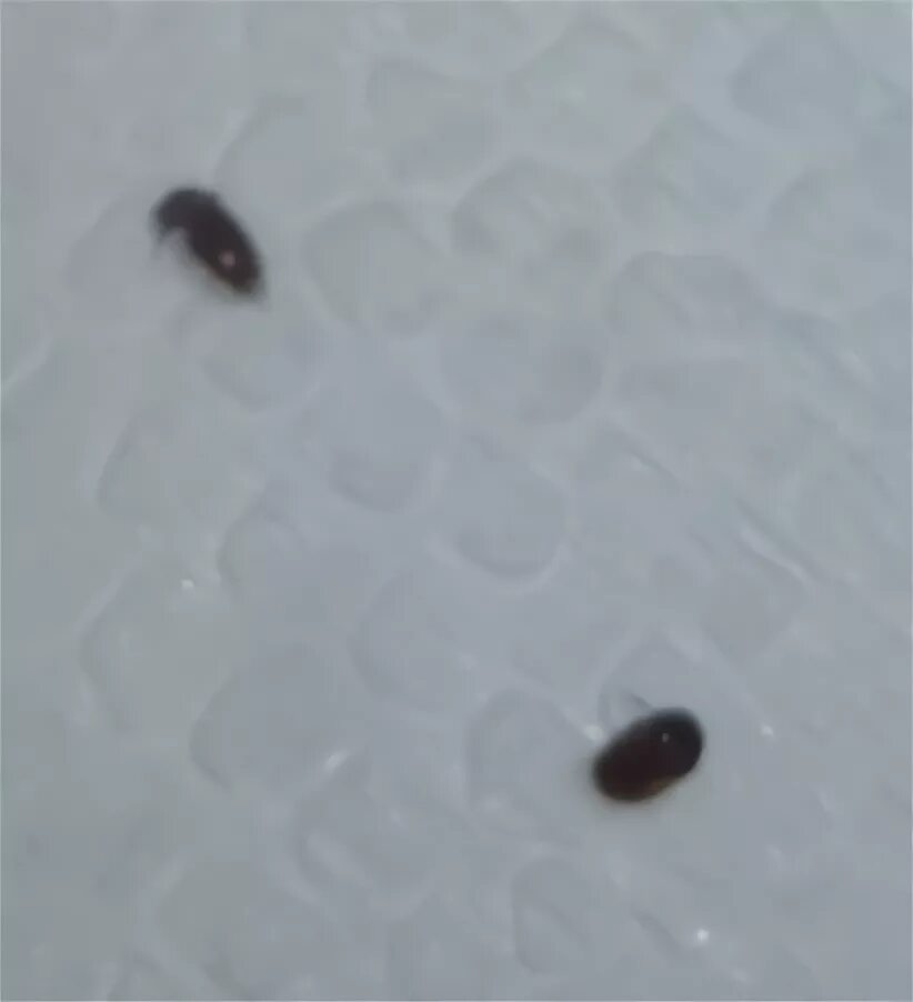 Кухонные жучки фото Черные жучки в крупе: найдено 90 изображений