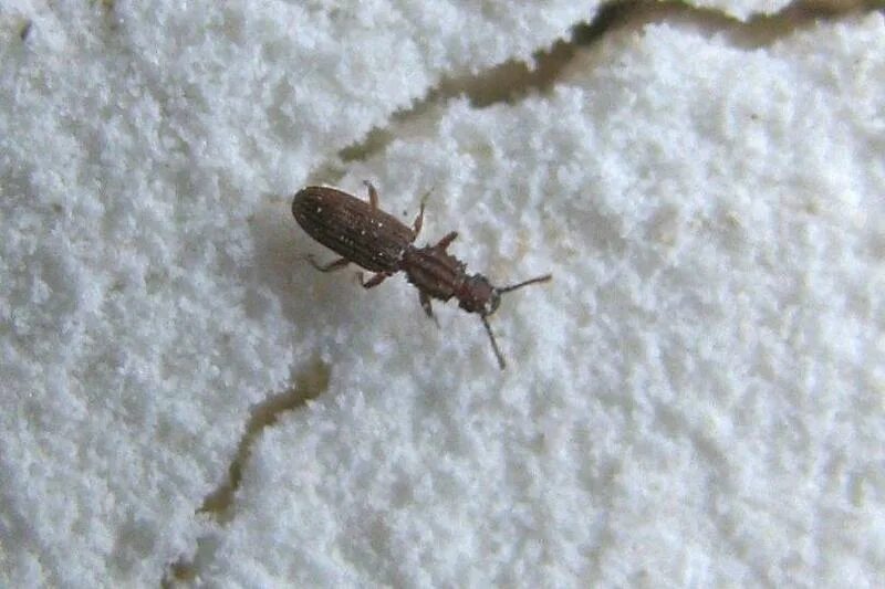 Кухонные жучки фото Ответы Mail.ru: Что это за жучок? Энтомологи на помощь, ну или домохозяйки котор