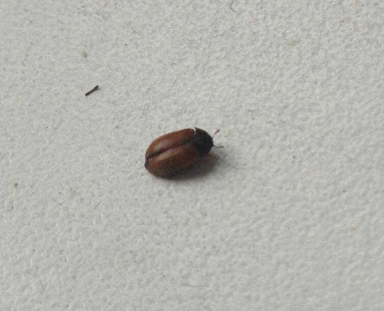 Кухонные жучки фото Жучки в квартире коричневые - CormanStroy.ru