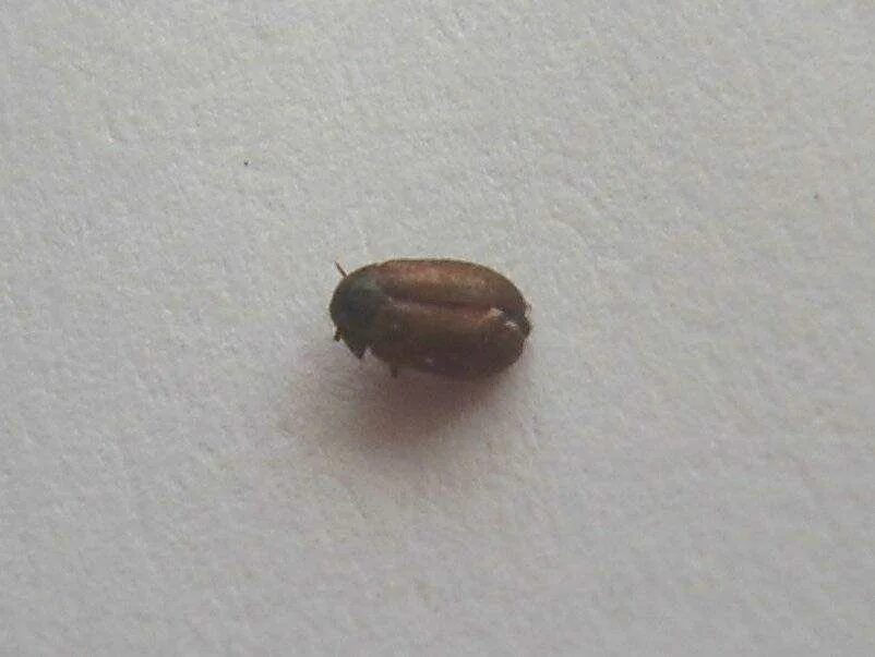 Кухонные жучки фото Жук в квартире коричневый - CormanStroy.ru