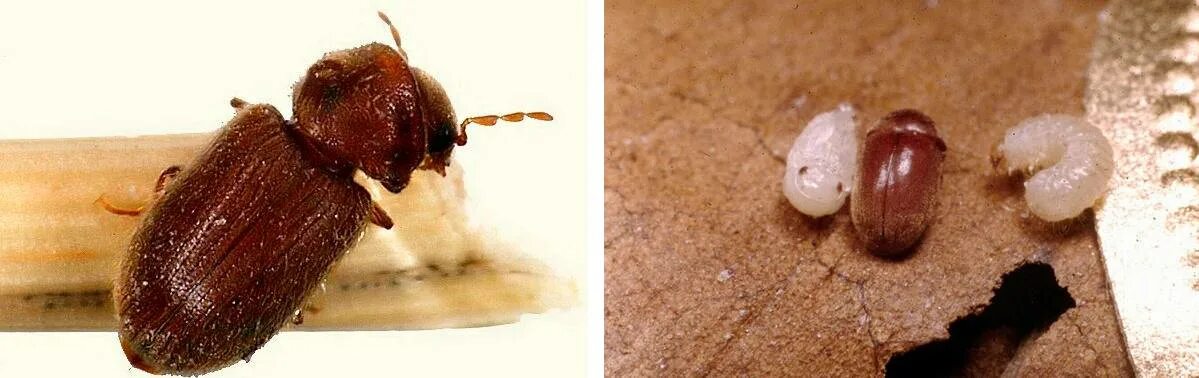 Кухонные жучки фото Коричневые жучки на кухне: найдено 90 картинок