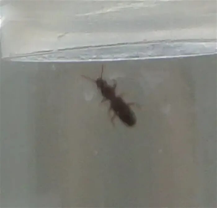 Кухонные жучки фото Ответы Mail.ru: Насекомые на кухне! Видимо из риса или муки... фото внутри