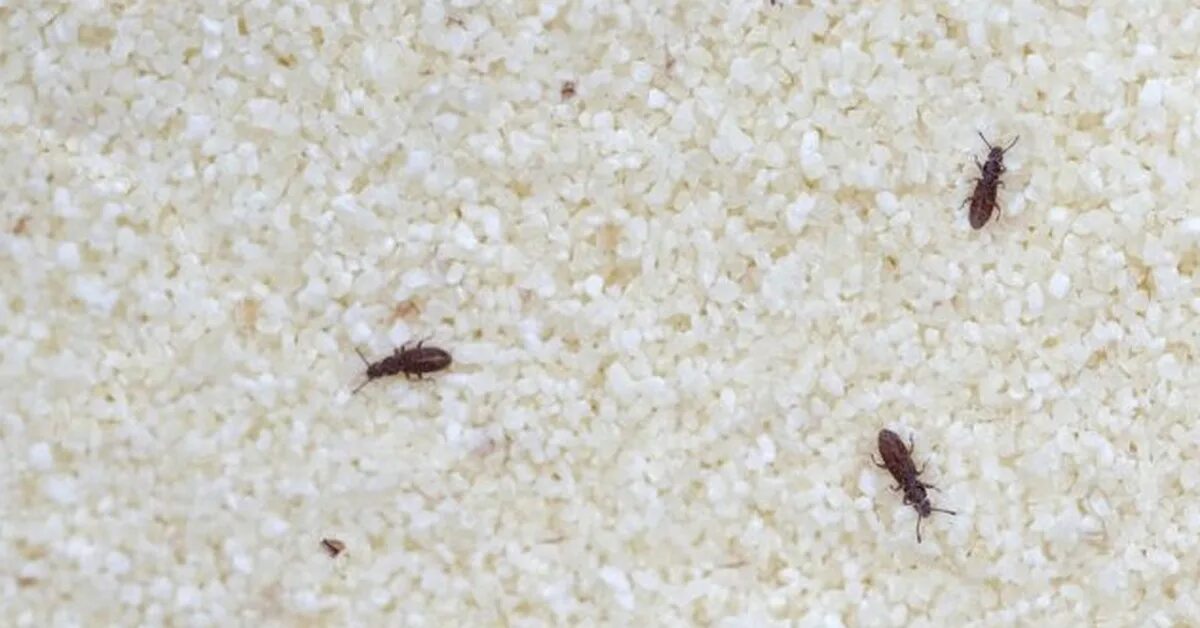 Кухонные жучки фото Средство от крупяных жучков Пикабу