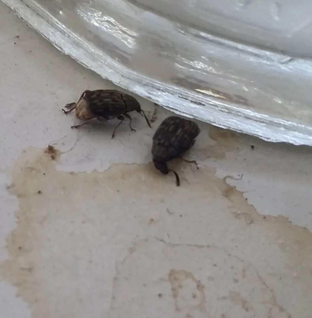 Кухонные жучки фото Жучки на окнах: найдено 83 изображений