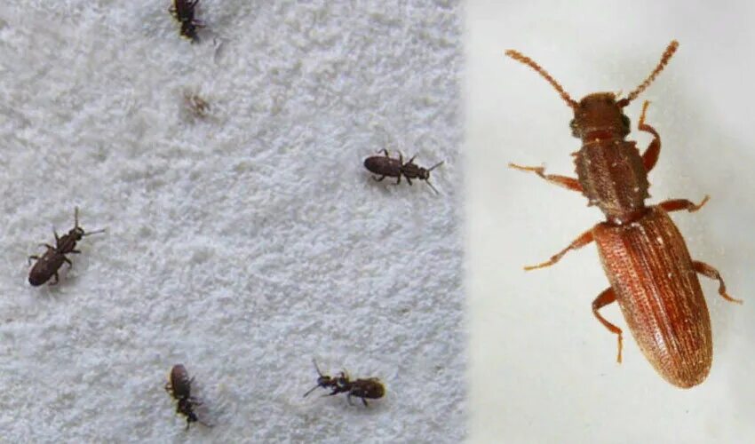 Кухонные жучки фото gorodskaya.dezsluzhba@yandex.ru - Разное, Обеззараживание помещения, Нижний Таги