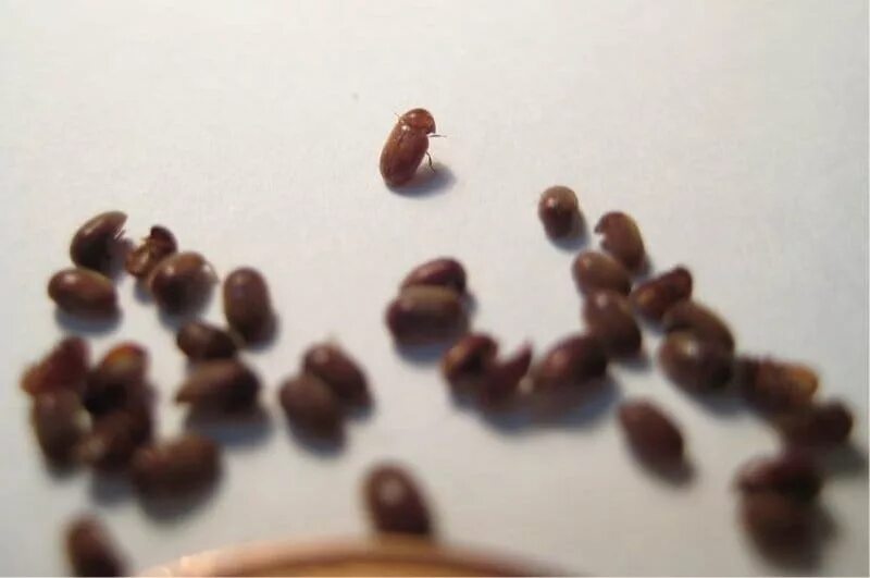 Кухонные жучки фото Жучки на кухне? Узнайте, как от них избавиться - Идеи для жизни - Медиаплатформа