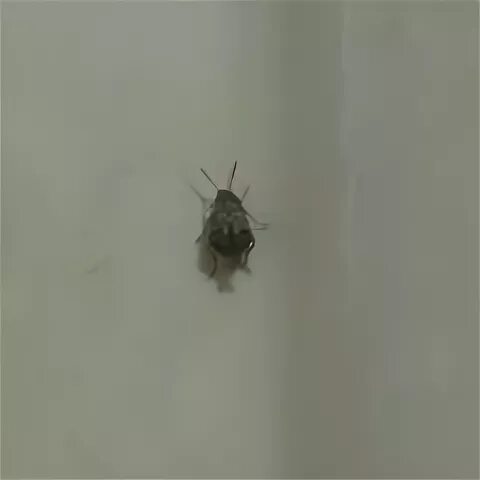 Кухонные жучки фото Насекомые (Insecta) НАСЕКОМУС