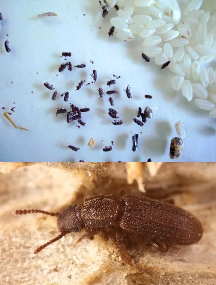 Кухонные жучки фото Жук в крупе eCookie.ru