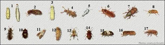 Кухонные жучки фото Жучки в орехах eCookie.ru