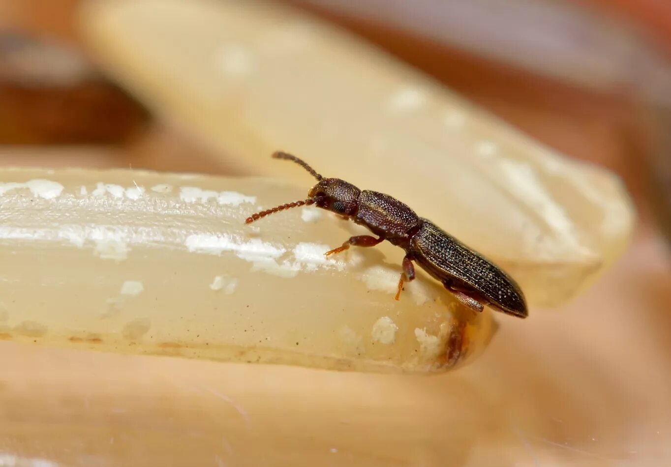 Кухонные жучки фото и название Суринамский мукоед: фото вредителя и способы борьбы