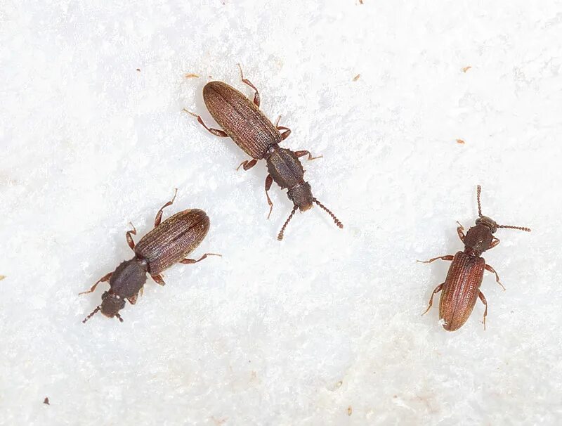 Кухонные жучки фото и название Ответы Mail.ru: По скажите что за жук дома завелся?