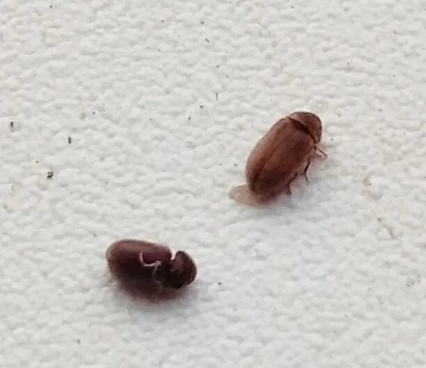 Кухонные жучки фото и название Маленькие коричневые жучки на подоконнике и других местах