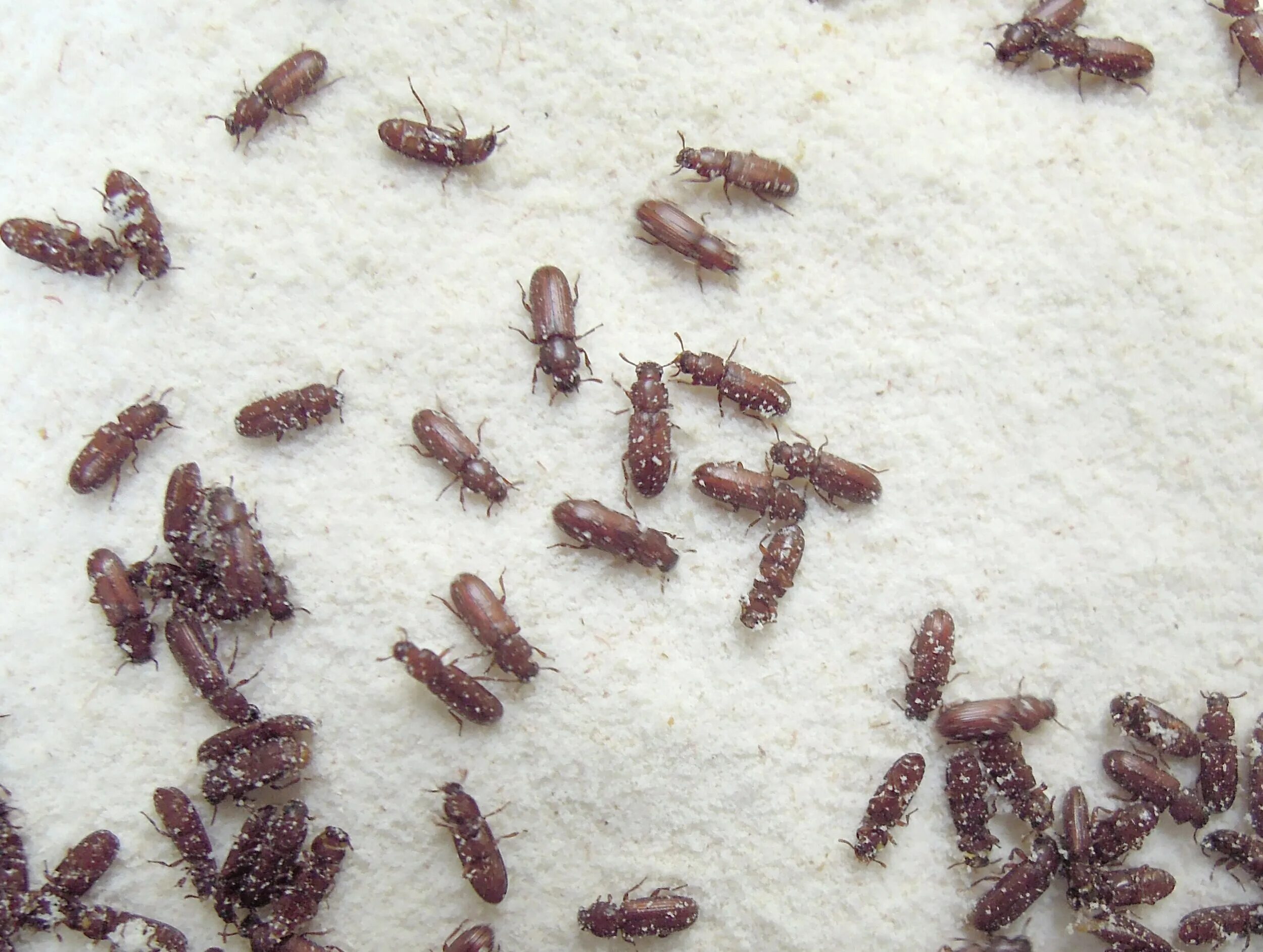 Кухонные жучки фото и название Почему в крупе заводятся: найдено 90 картинок