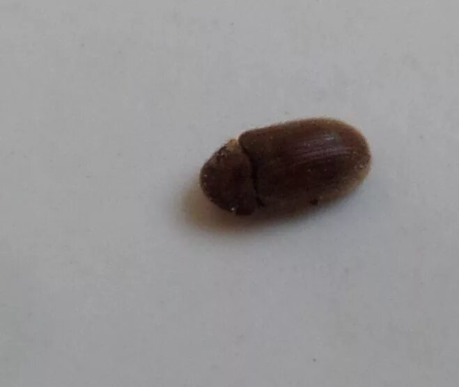 Кухонные жучки фото и название Маленькие черные летающие жуки на подоконнике-кто они?