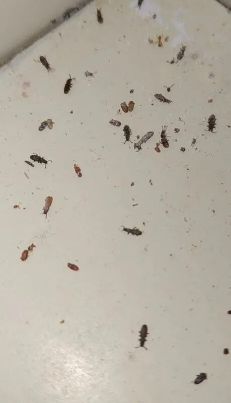 Кухонные жучки фото и название Ответы Mail.ru: Жучки на кухне