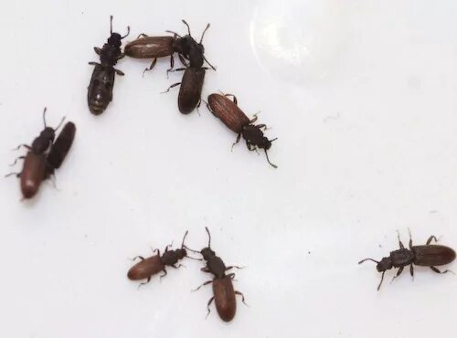 Кухонные жучки фото и название Жуки на кухне фото Molot-Club.ru