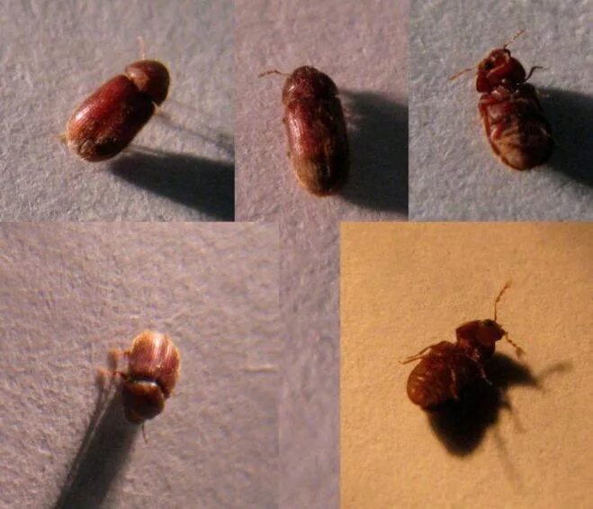 Кухонные жучки фото и название Что это за жучки (см. фото) и как от них избавиться?