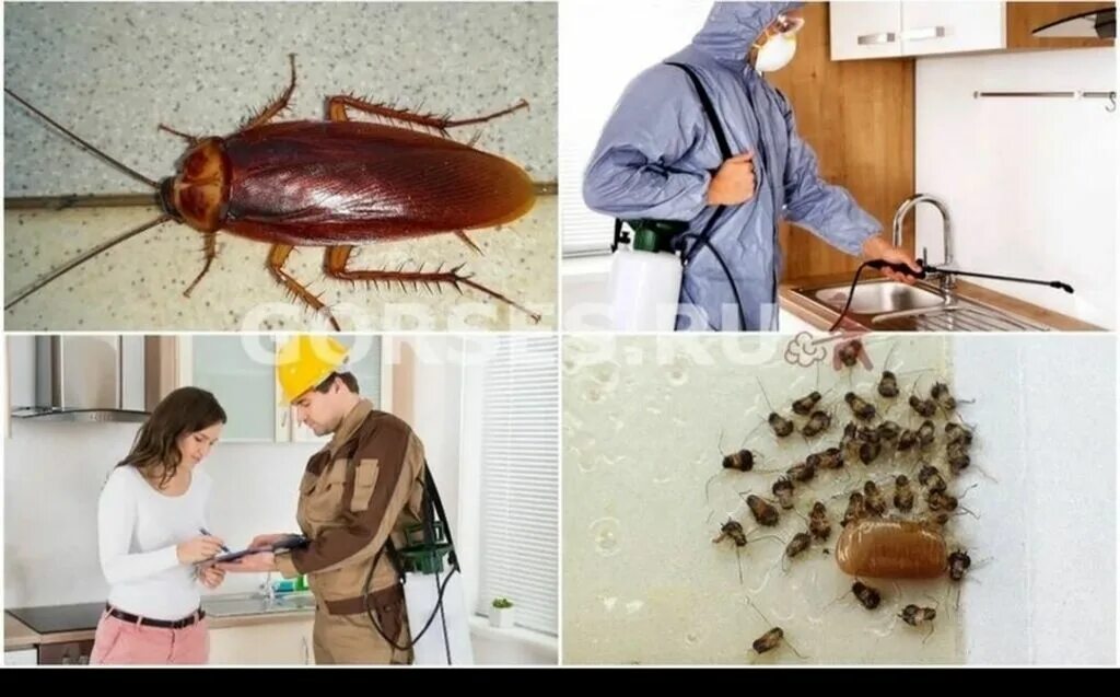 Кухонный таракан фото Дезинсекция тараканов: Келишим турундо ᐈ Дезинфекция, дезинсекция Бишкек 6645850