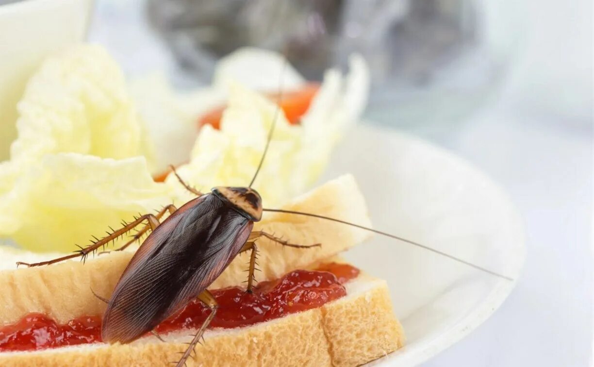 Кухонный таракан фото Покупатель заметила тараканов в магазине производителя колбасных изделий на Саха