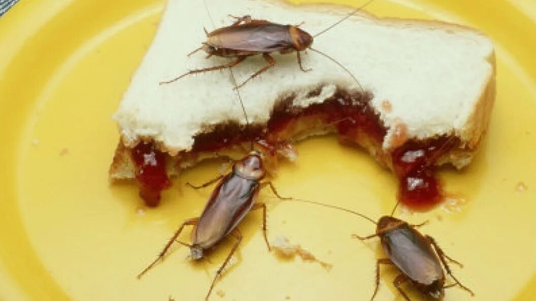 Кухонный таракан фото Жителей Ростова-на-Дону шокировали пирожки с тараканами в булочной