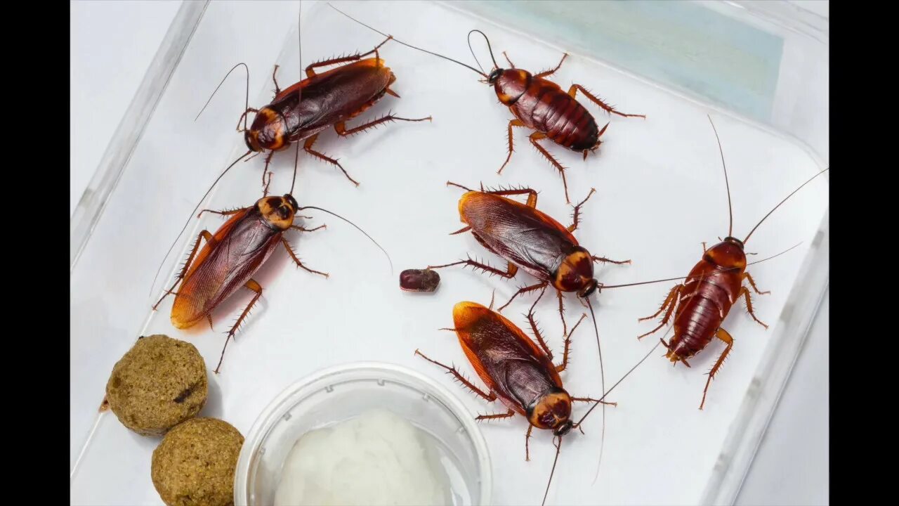 Кухонный таракан фото Can Cockroaches Really Survive A Nuclear Explosion?- Savannah Termite and Pest C